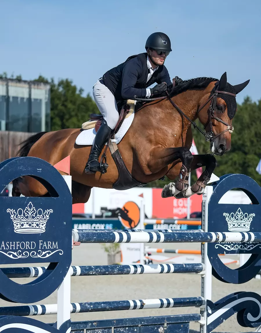 Horse during the competition