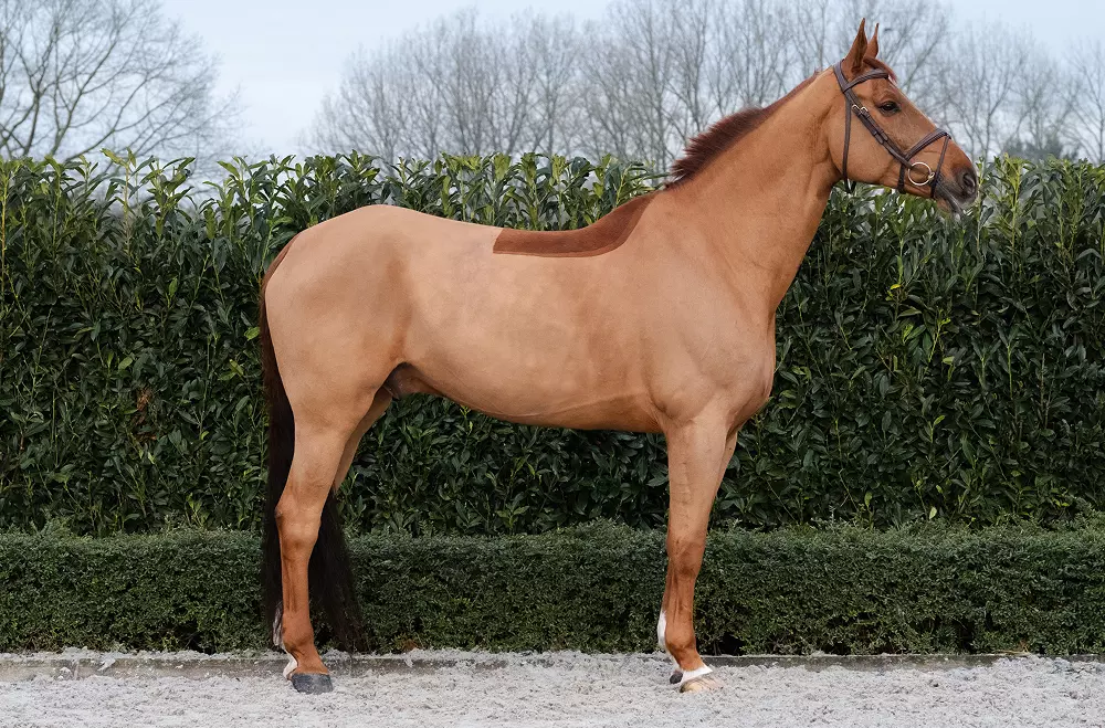 Innocent van het Hulgenrode Z