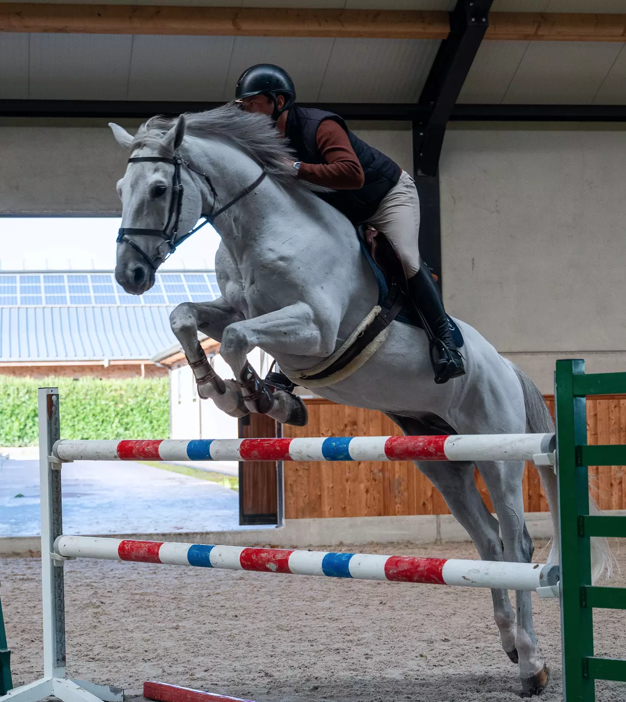 A rider jumping over obstacles on a white horse